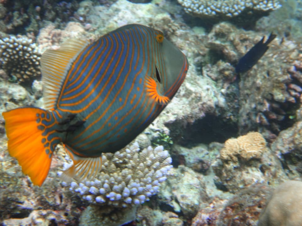 Unterwasserwelt Eri Maldives