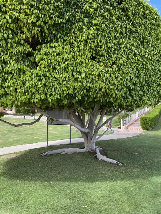 Gartenanlage Jaz Dar EL Madina