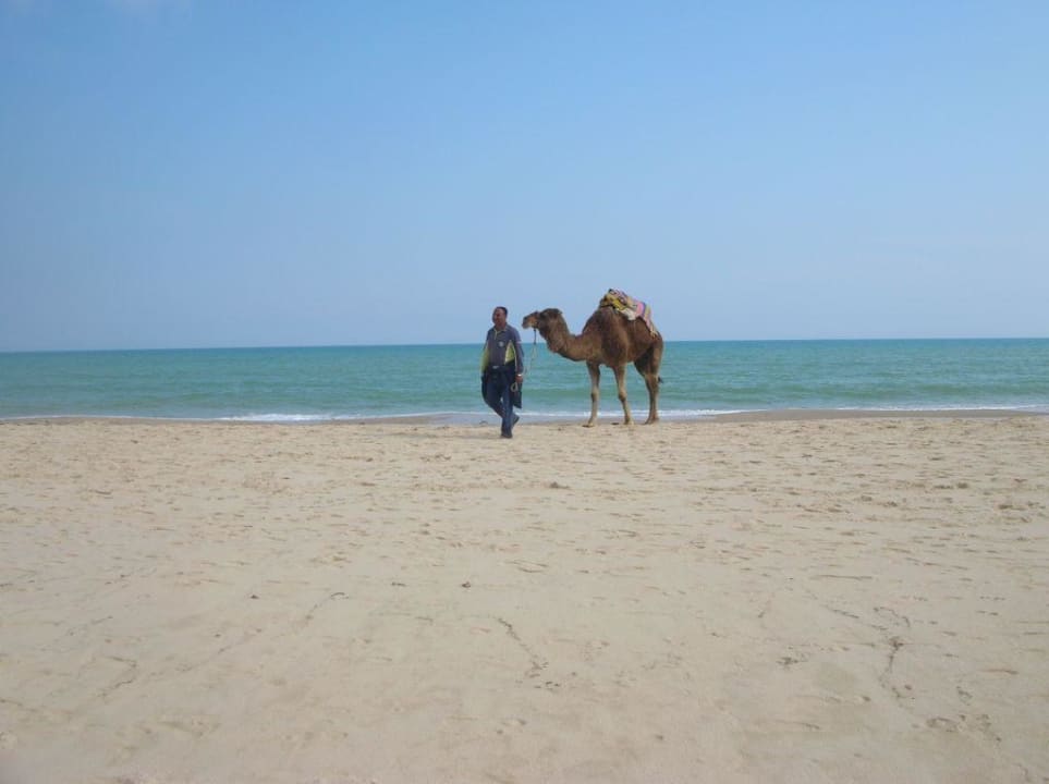 la plage Hotel African Queen