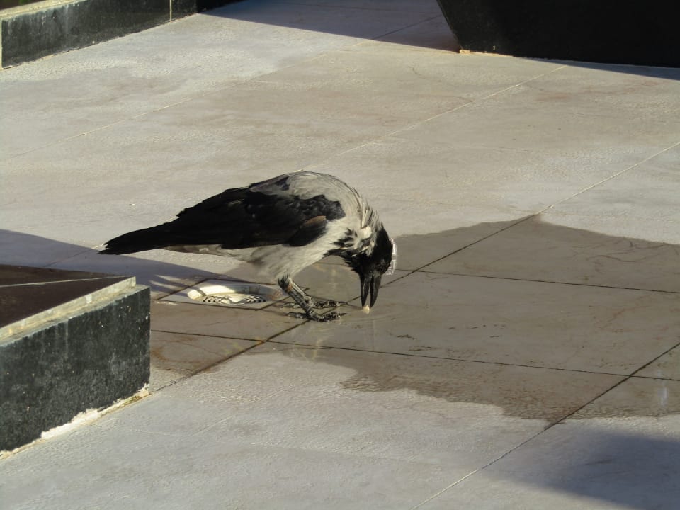 Sonstiges Pickalbatros Aqua Vista Resort - Hurghada