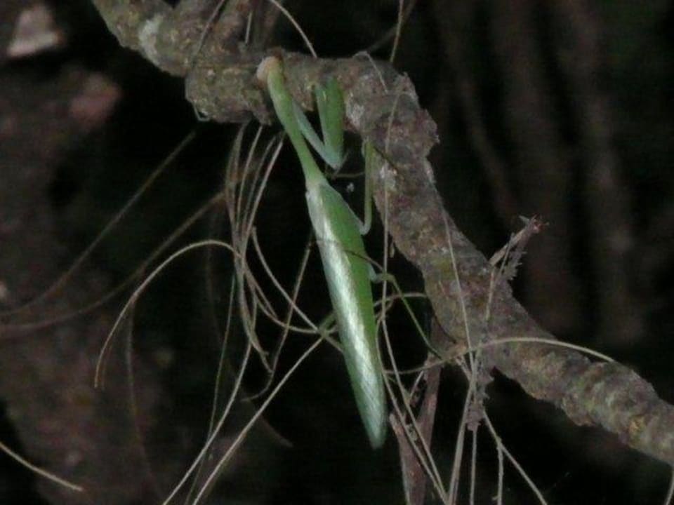 Interessanter Dschungelbewohner Moracea by Khao Lak Resort