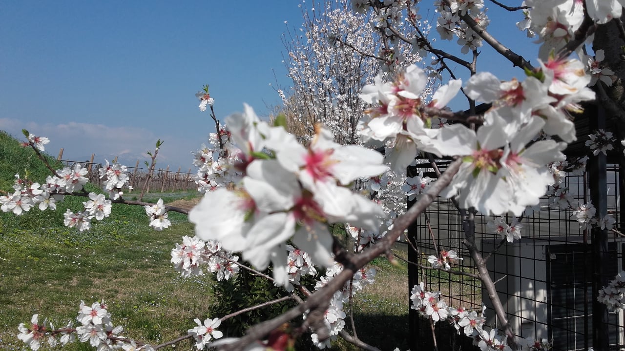 Gartenanlage Agriturismo Le Tese