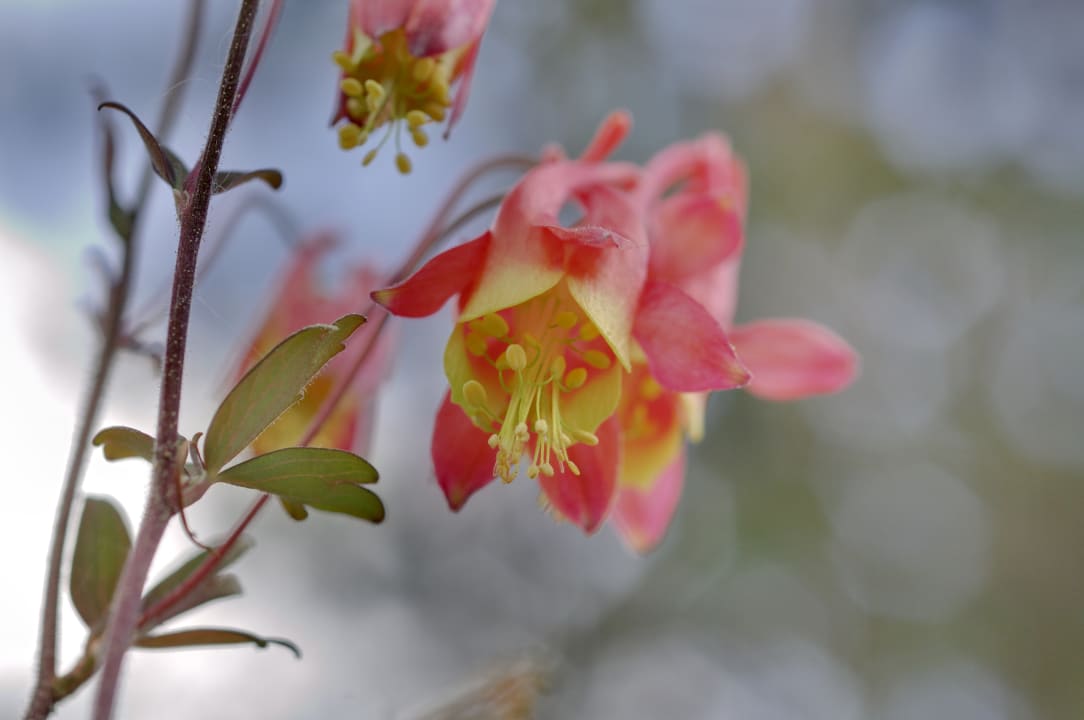 Gartenanlage Hotel Snow & Mountain Resort Schatzalp