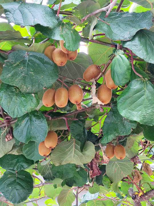 Außenansicht Sonnenhof Hotel & Appartements