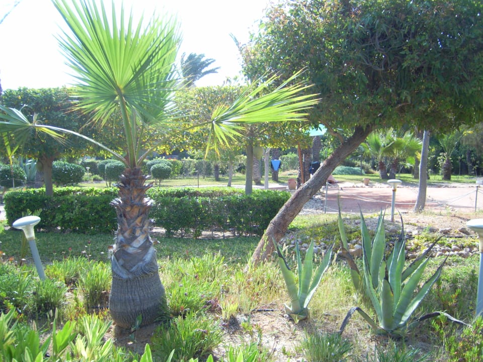 Gartenanlage Sentido Djerba Beach