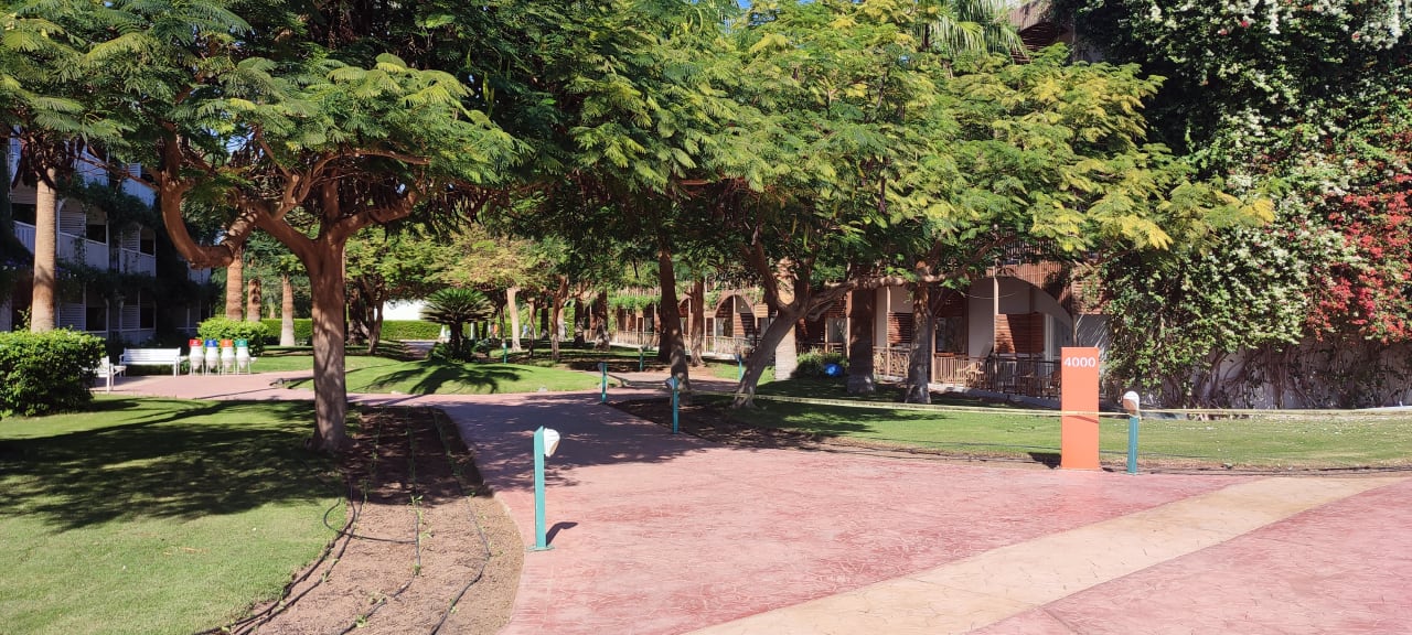 Gartenanlage Desert Rose