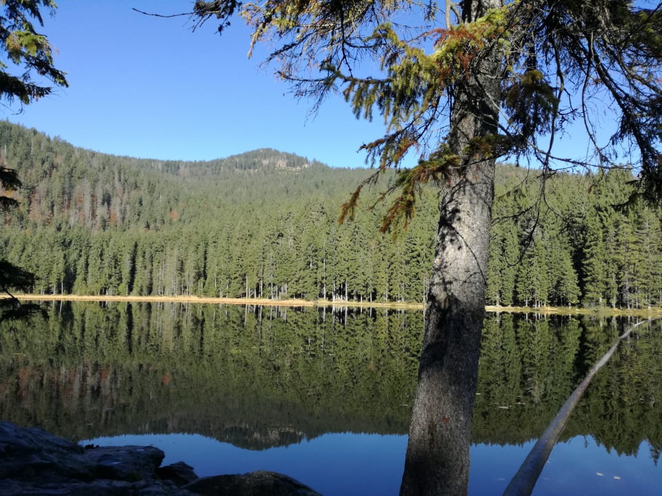 Ausblick Das Arber-Hotel am Rothbach