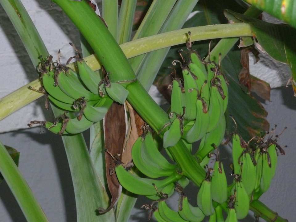 Bananen im innenhof aber noch nicht reif Hotel Nesrine