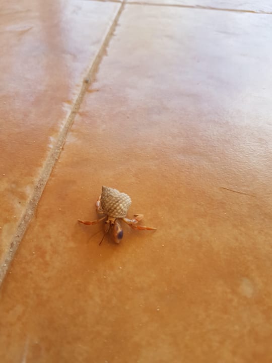 Sonstiges Akumal Bay Beach & Wellness Resort