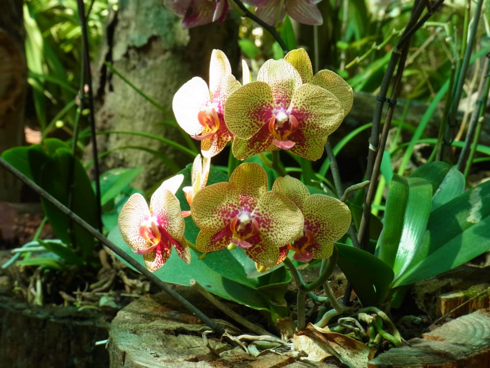 Gartenanlage Suite Hotel Eden Mar - PortoBay