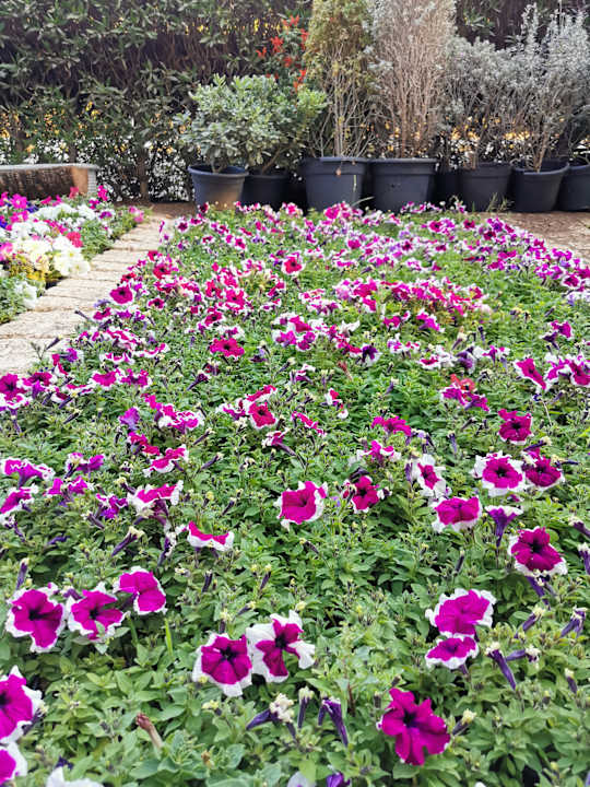 Sonstiges Desert Rose