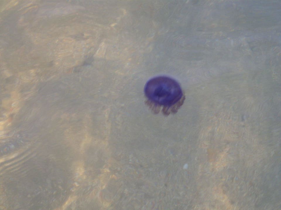 Wurzelmundquallenart Brayka Bay Resort