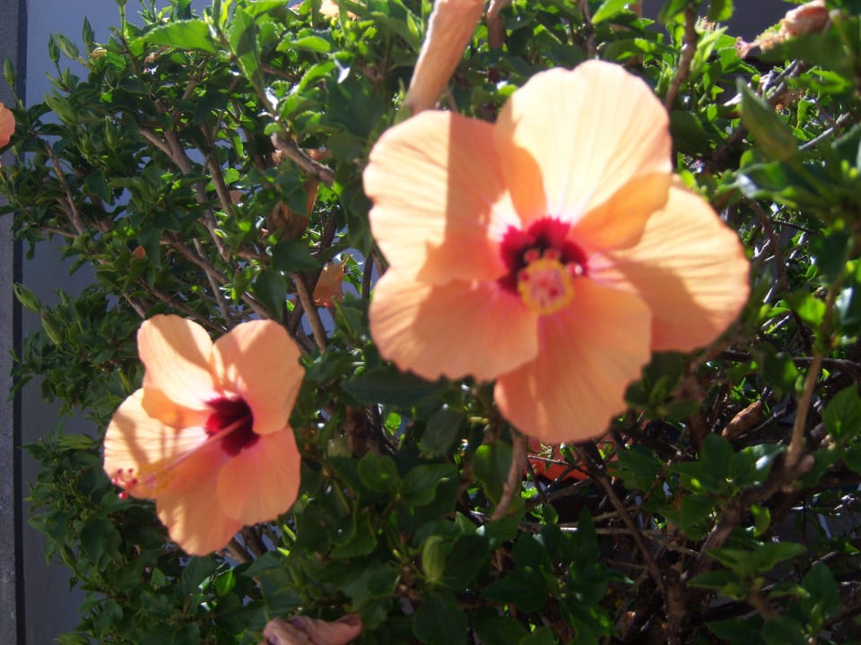 Gartenanlage allsun Hotel Los Hibiscos