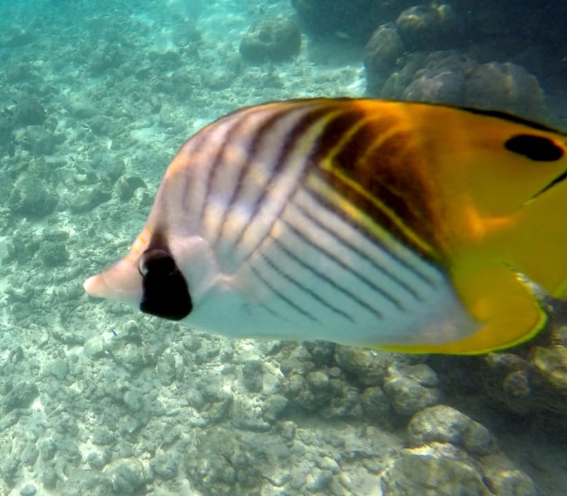 Sport & Freizeit Summer Island Maldives