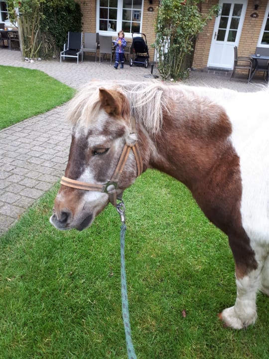 Sport & Freizeit Ferienbauernhof Liesenberg mit Meerblick