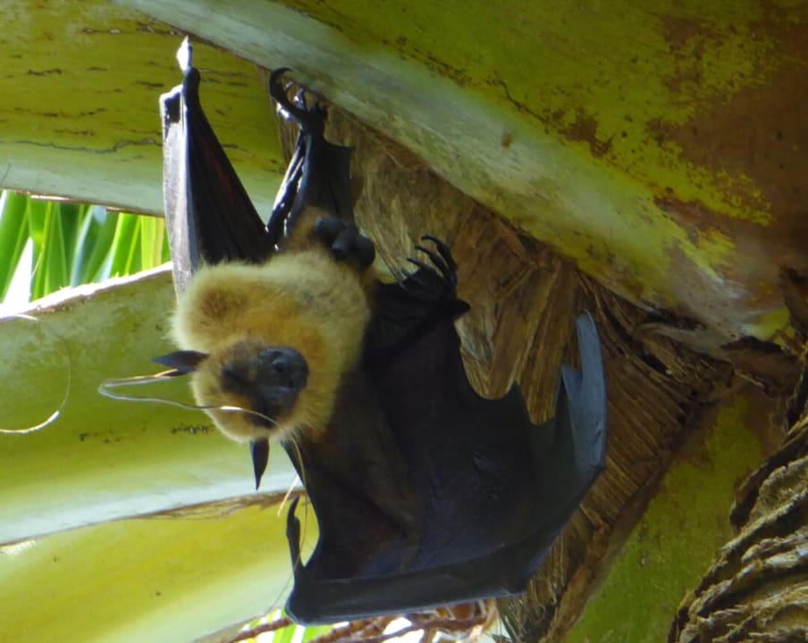 Gartenanlage Summer Island Maldives