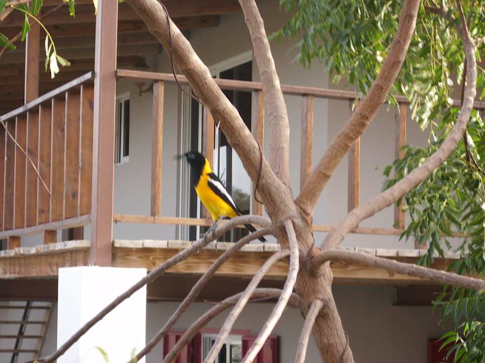 Besuch zum Frühstück West Hill Bungalows