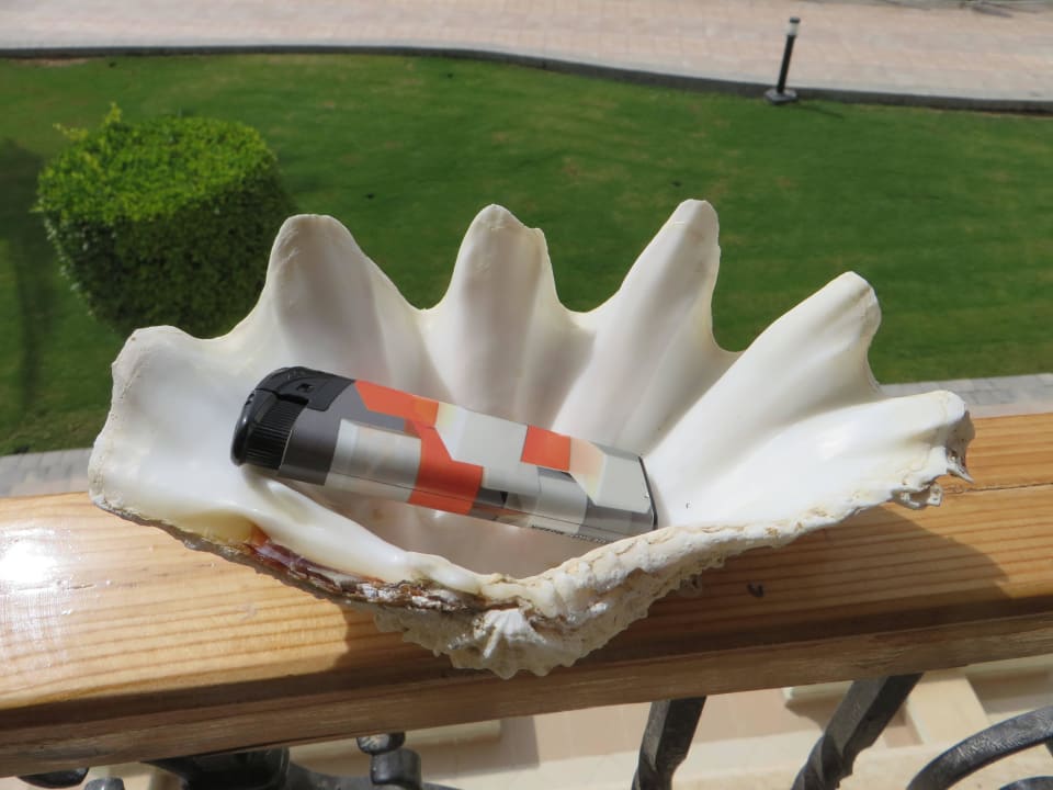 Gefundene Muschel Pickalbatros Dana Beach Resort - Hurghada