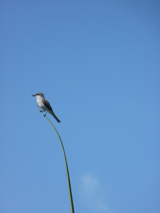 Jeden Morgen ein lieber Gruß Catalonia Royal Bavaro - Adults only