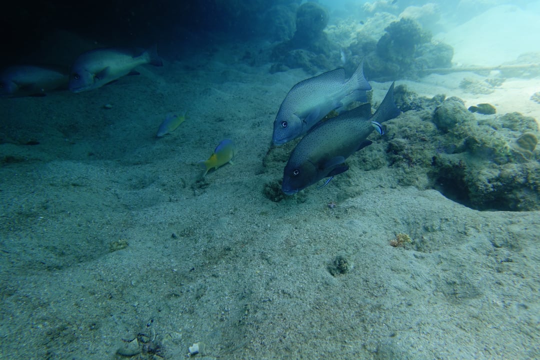 Sport & Freizeit Lahami Bay Beach Resort