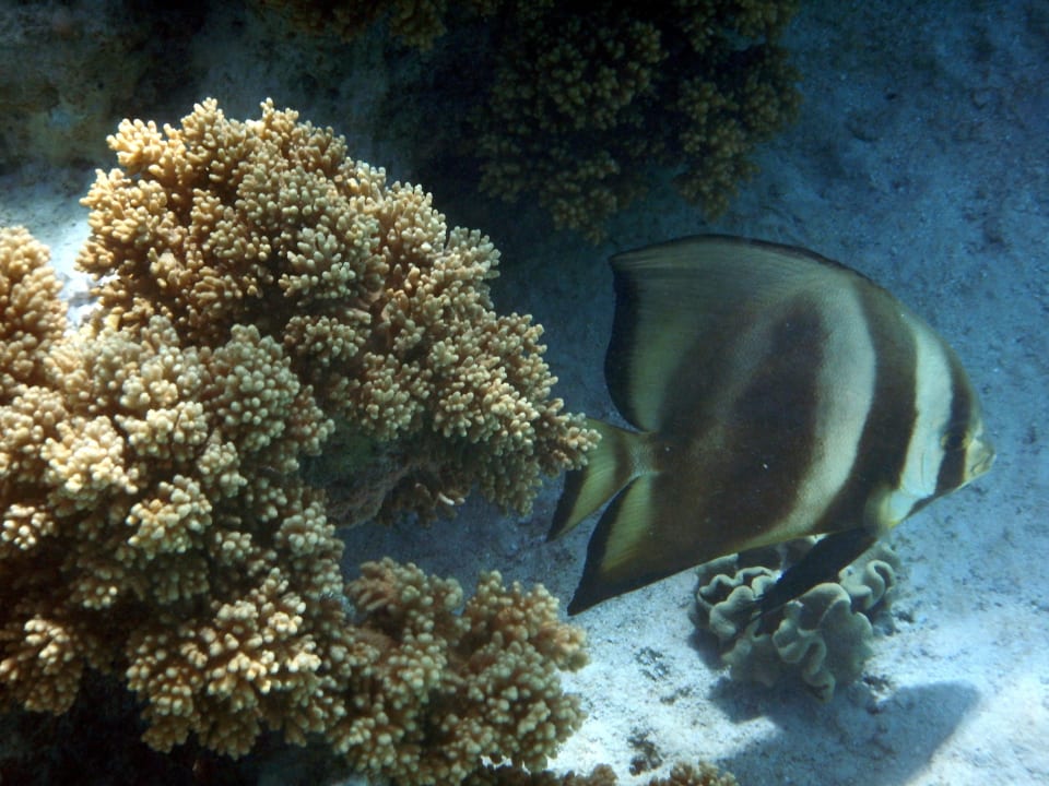 Fledermausfisch Hotel Gorgonia Beach Resort