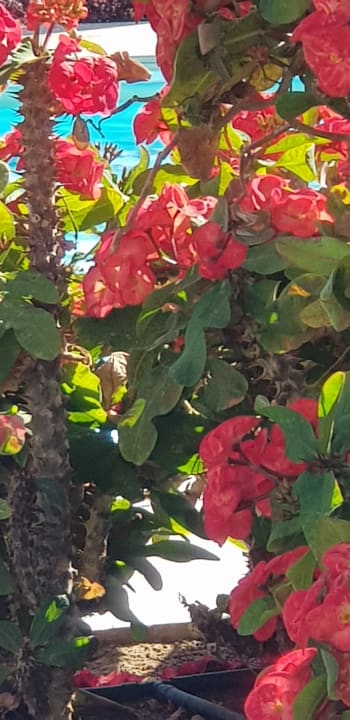 Gartenanlage Pickalbatros Citadel Resort