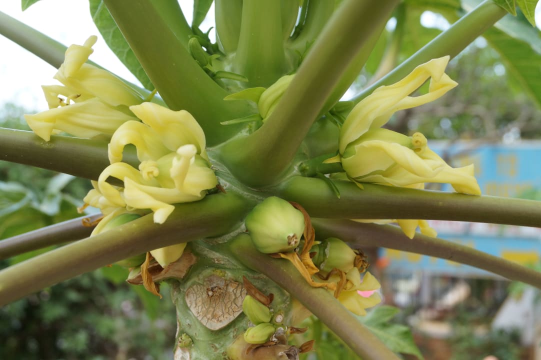 Gartenanlage Hotel Malia Holidays