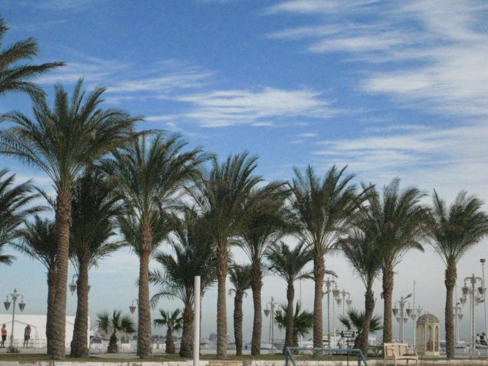 Palmen am Strand The Grand Hotel Hurghada