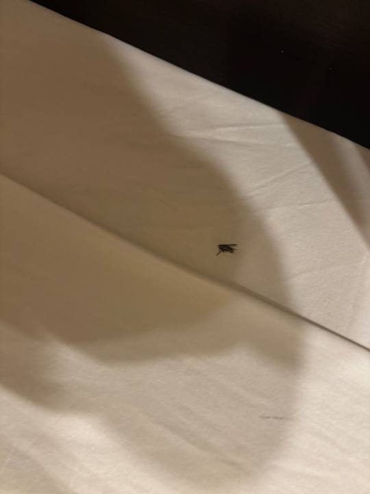 Zimmer Hotel Complejo Americano