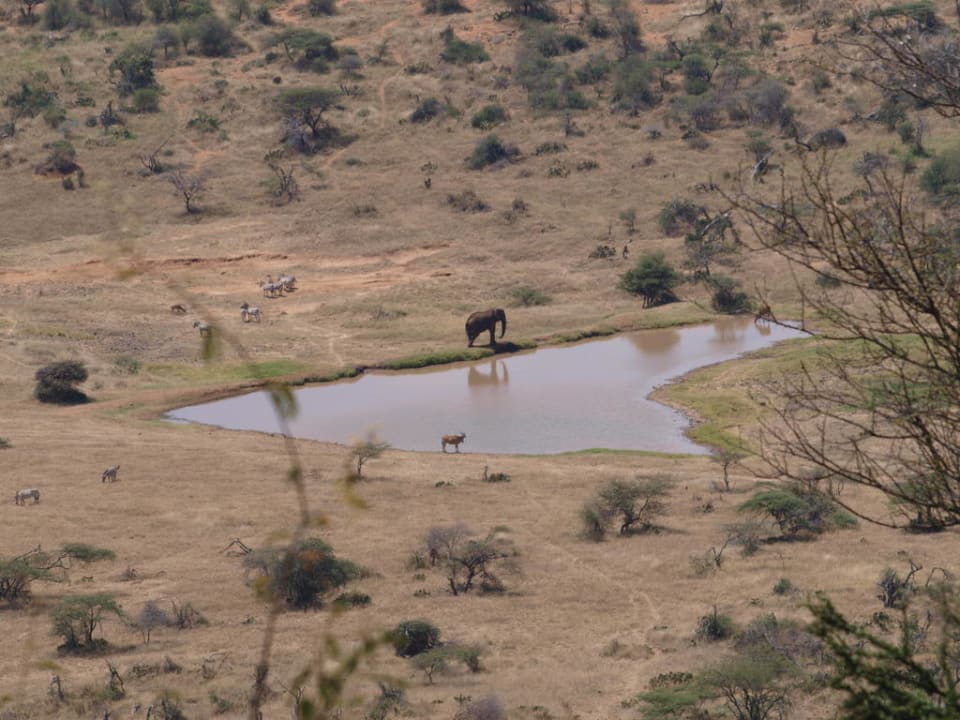Blick auf das Wasserloch vor der Loge Loisaba Lodge