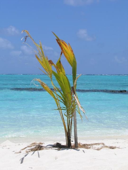 kleine Palme Summer Island Maldives