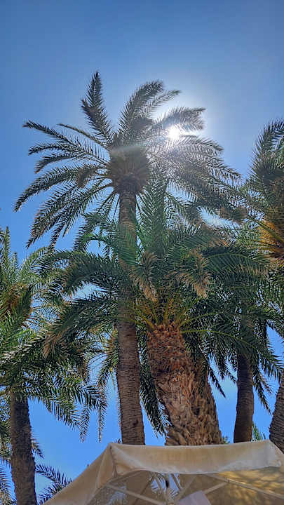 Pool Zeus Hotels Palm Beach