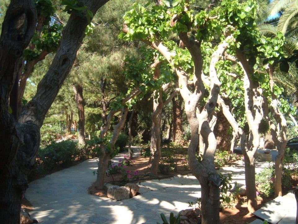 Gartenanlage Apollonia Beach Resort & Spa