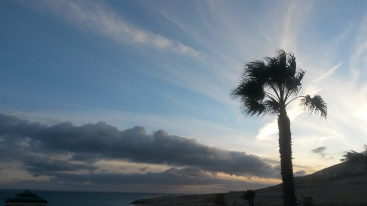 Palme im Wind H10 Playa Esmeralda - Adults only