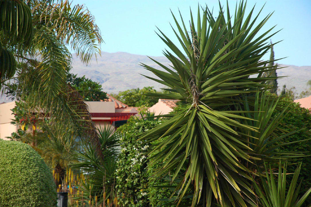 Von der Außenterrasse Blick auf die Berge allsun Hotel Esplendido