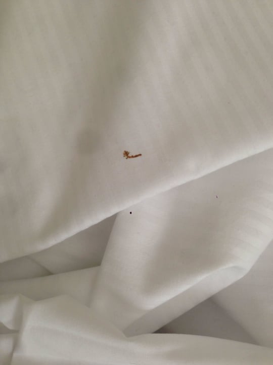 Bettdecke mit Blutflecken Park Plaza Berlin