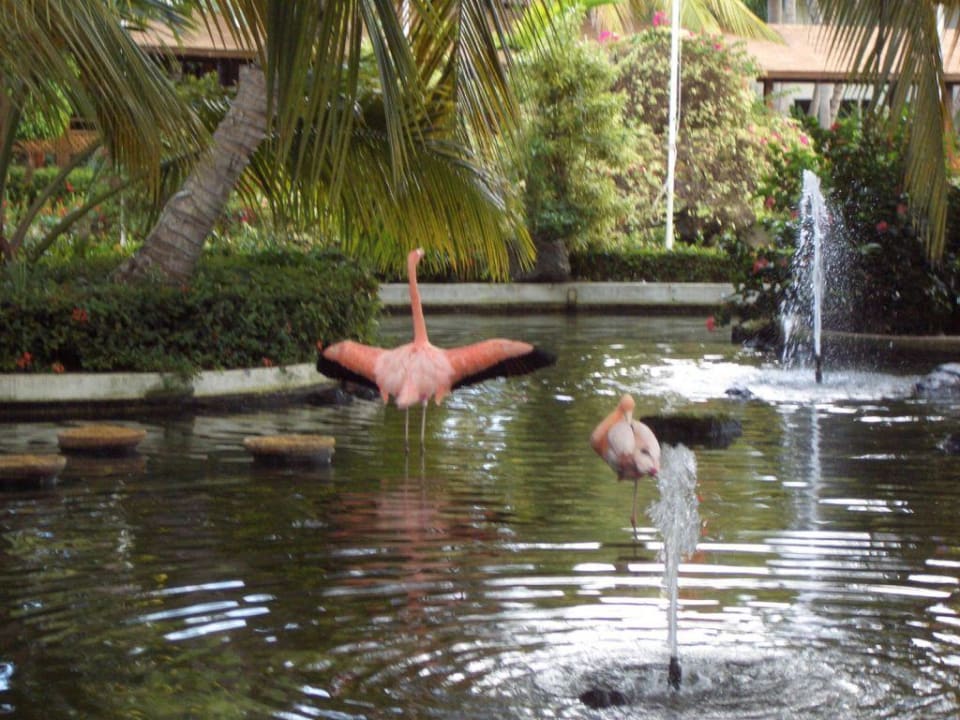 Und die obligatorischen Flamingos Grand Palladium Select Bávaro Resort & Spa