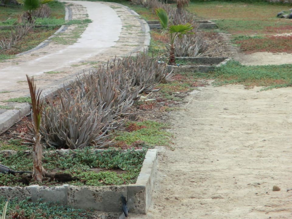 Ungepflegte Gartenanlage  Hotel Morabeza