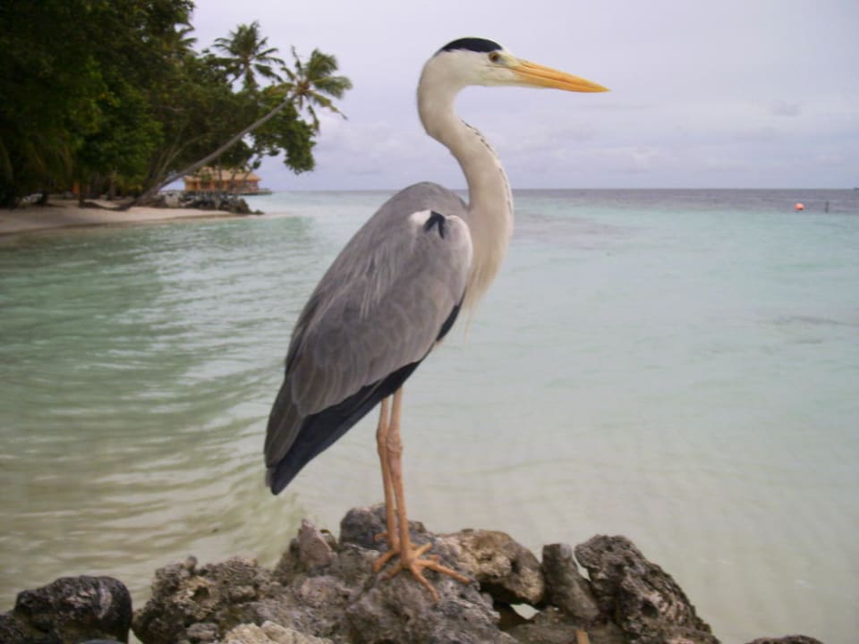 Fischreiher  Vilamendhoo Island Resort & Spa