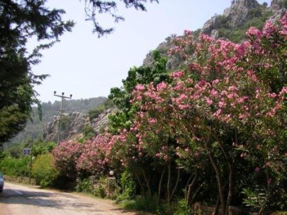 Cirali, Dorfstraße Hotel Anatolia Resort