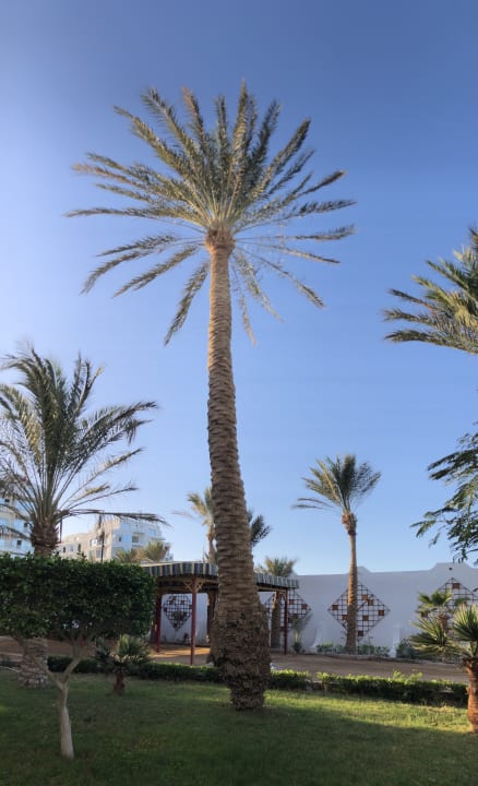 Gartenanlage Arabia Azur Resort