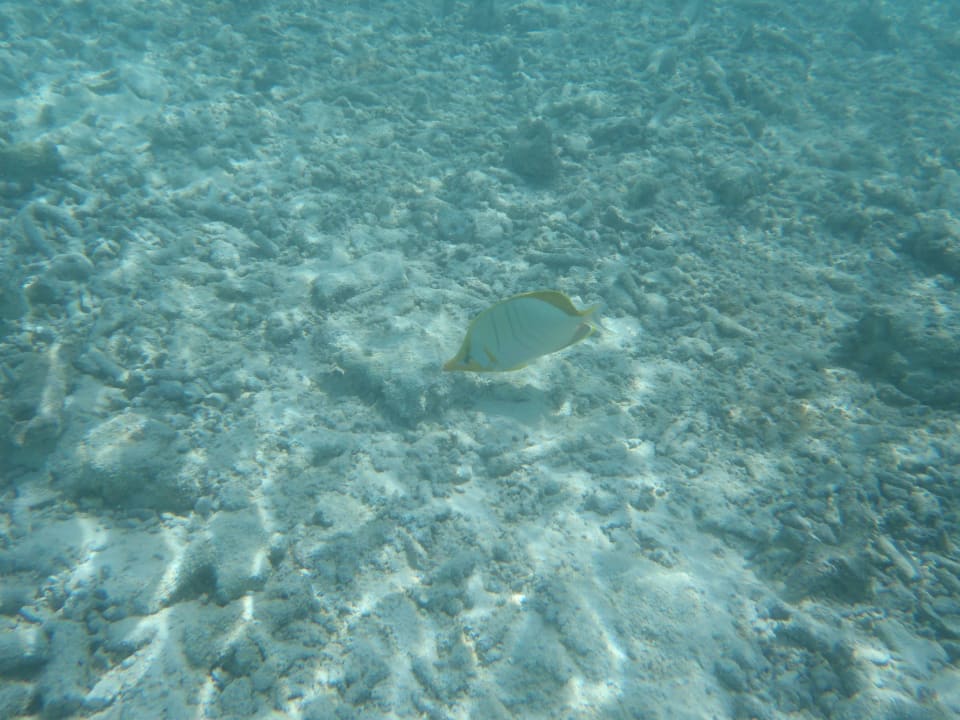 Unterwasserwelt Cinnamon Dhonveli Maldives