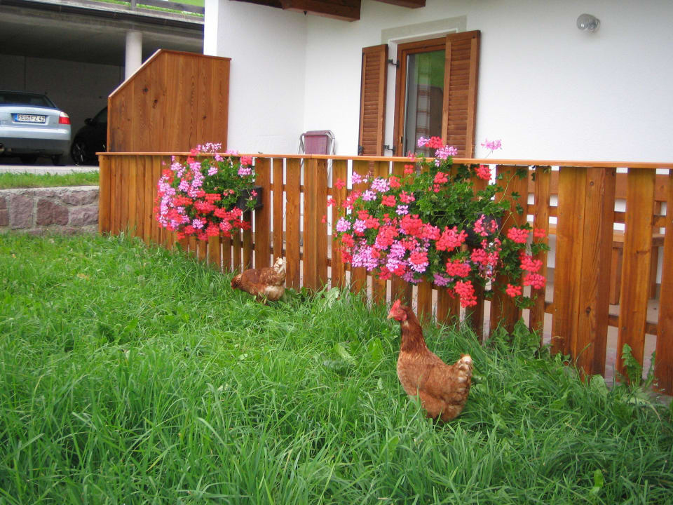 Tiere am Hof Pliegerhof