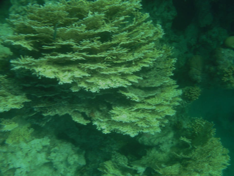 Corals Three Corners Sea Beach Resort