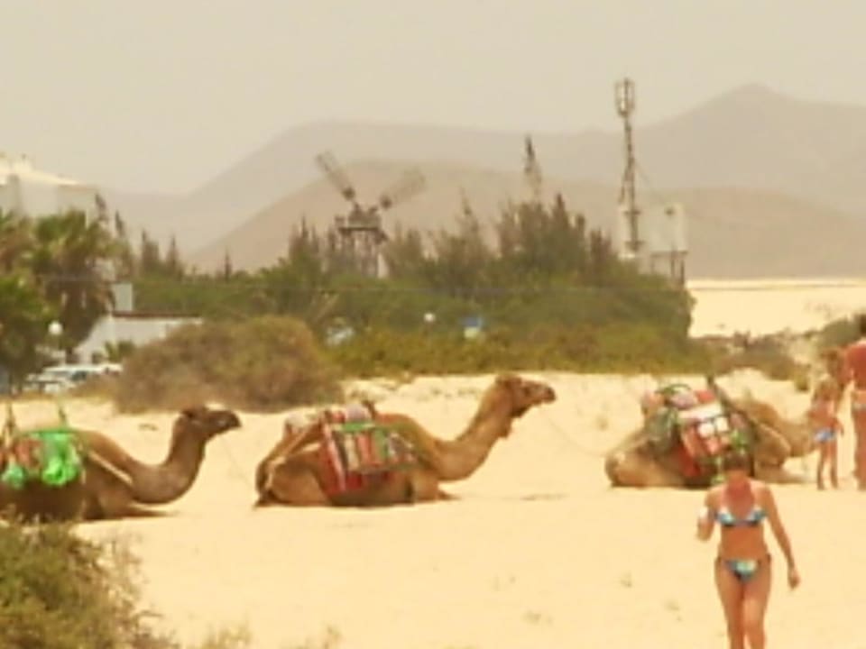 Dromedare in El Jable Hotel Oasis Dunas