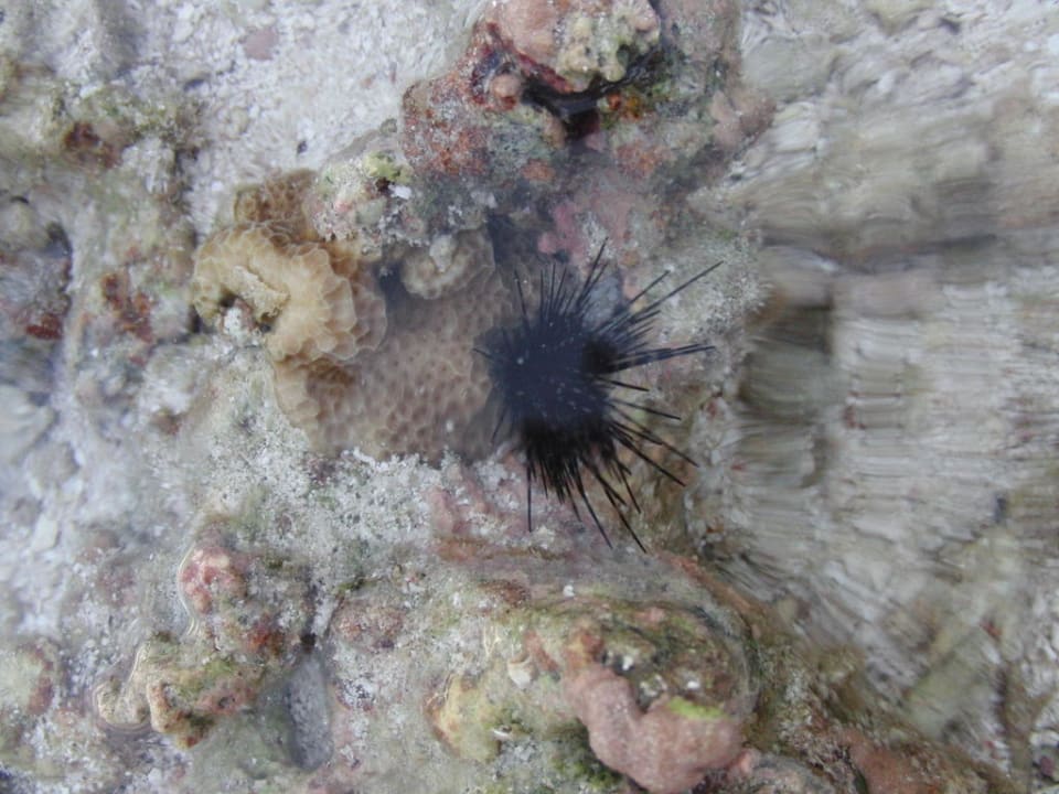 Badeschuhe nicht vergessen Cinnamon Hakuraa Huraa Maldives