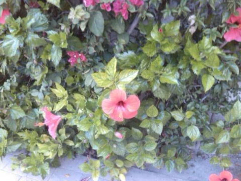 Blumen rund um den Pool Hotel Bella Mar