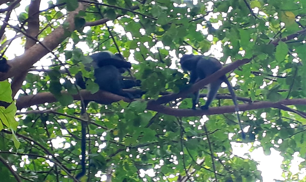 Gartenanlage Spice Island Hotel & Resort