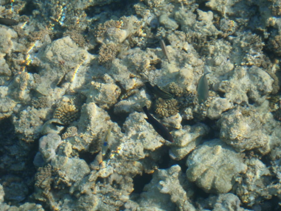 Glasklares Wasser Hotel Gorgonia Beach Resort