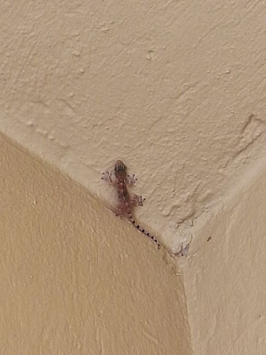 Sonstiges Cleopatra Luxury Resort Makadi Bay